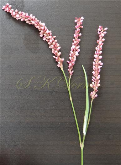  Inflorescence